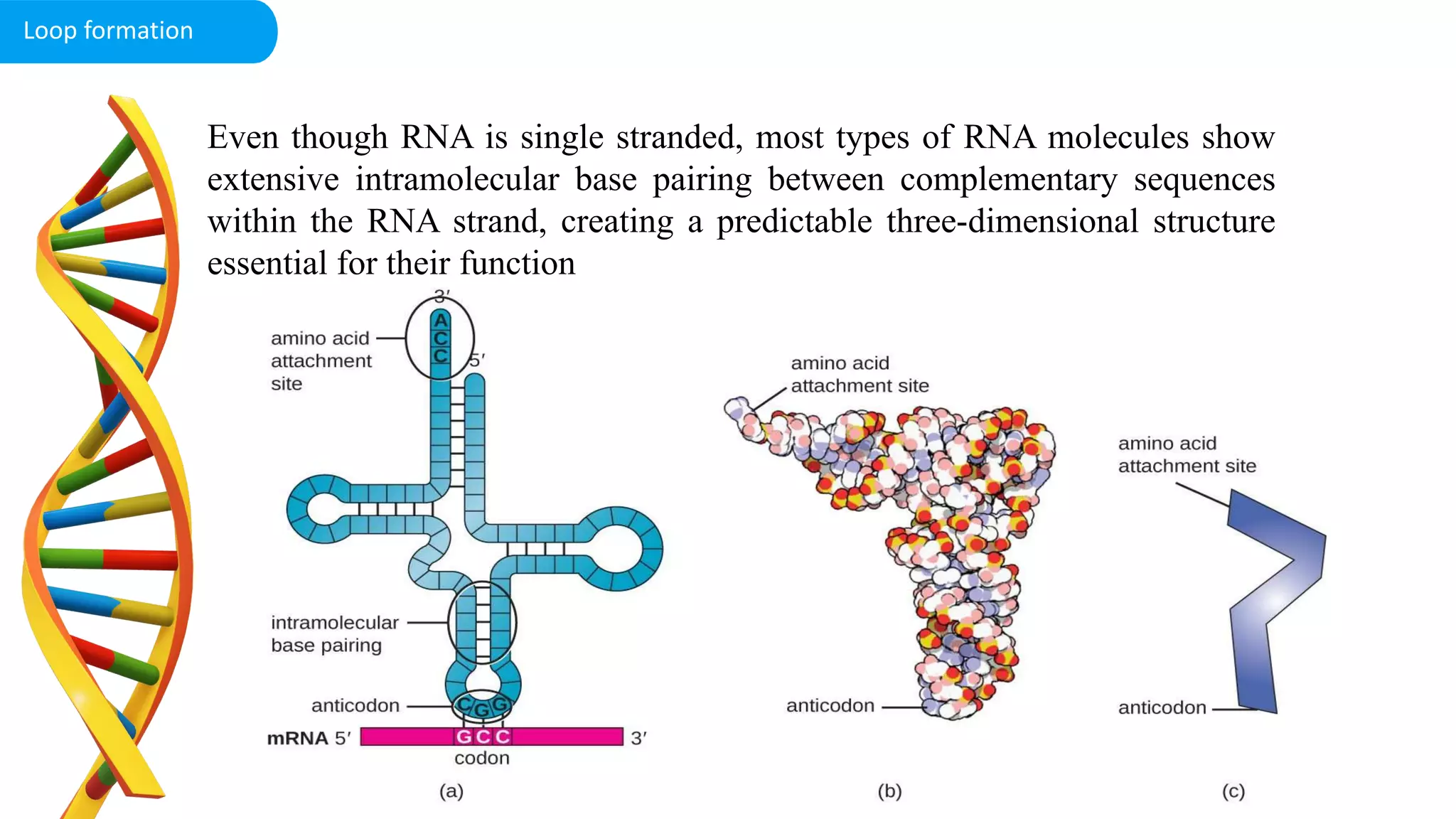 Even though RNA is single stranded, most types of RNA molecules show
extensive intramolecular base pairing between complementary sequences
within the RNA strand, creating a predictable three-dimensional structure
essential for their function
Loop formation
 