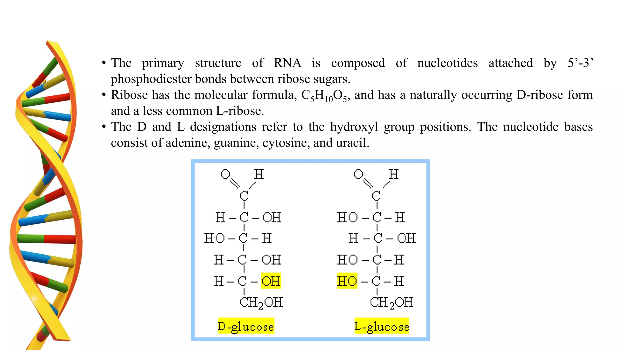 • The primary structure of RNA is composed of nucleotides attached by 5’-3’
phosphodiester bonds between ribose sugars.
• Ribose has the molecular formula, C5H10O5, and has a naturally occurring D-ribose form
and a less common L-ribose.
• The D and L designations refer to the hydroxyl group positions. The nucleotide bases
consist of adenine, guanine, cytosine, and uracil.
 