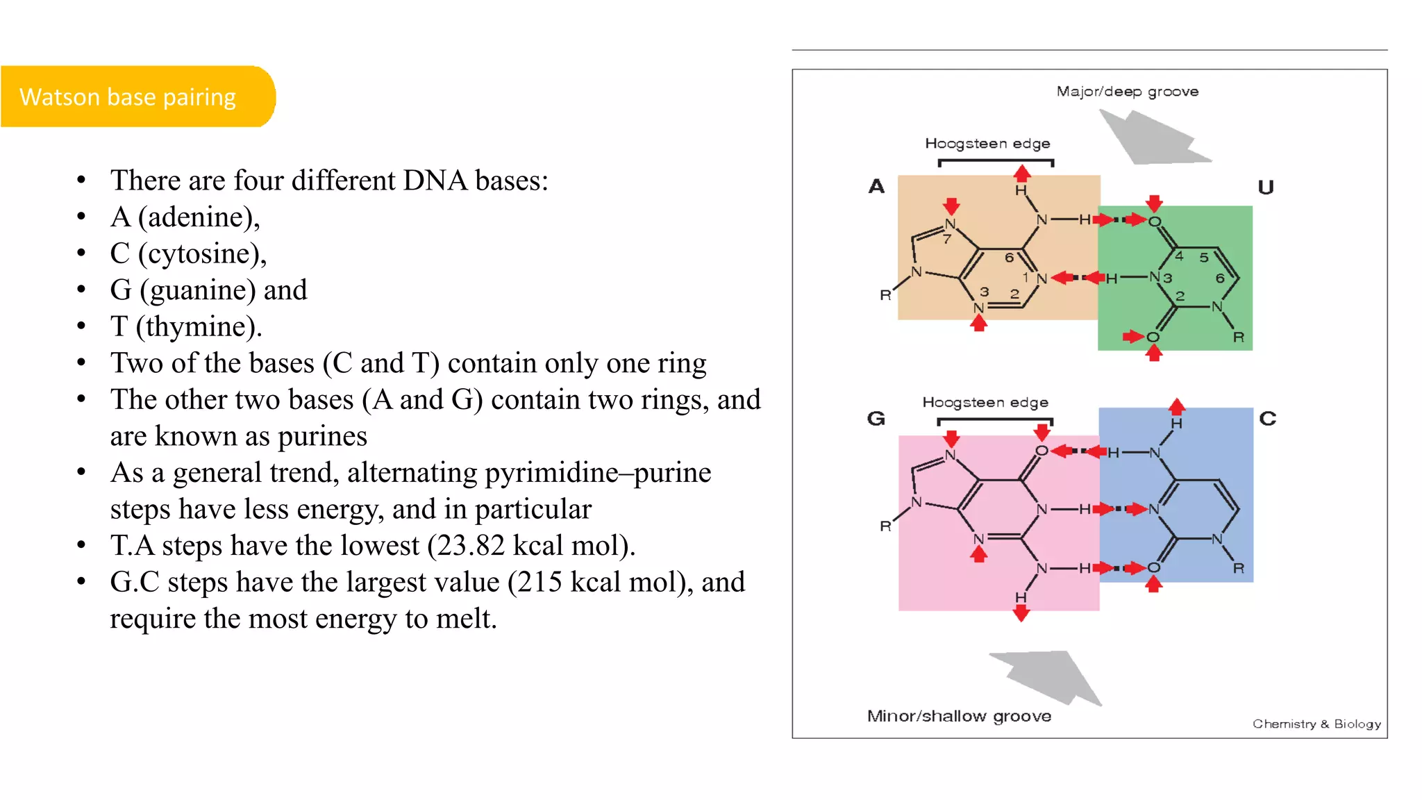 • There are four different DNA bases:
• A (adenine),
• C (cytosine),
• G (guanine) and
• T (thymine).
• Two of the bases (C and T) contain only one ring
• The other two bases (A and G) contain two rings, and
are known as purines
• As a general trend, alternating pyrimidine–purine
steps have less energy, and in particular
• T.A steps have the lowest (23.82 kcal mol).
• G.C steps have the largest value (215 kcal mol), and
require the most energy to melt.
Watson base pairing
 