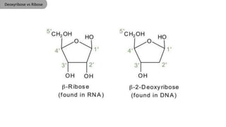 DNA structure | PPTX