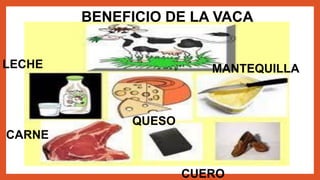 LECHE
CARNE
QUESO
CUERO
MANTEQUILLA
BENEFICIO DE LA VACA
 