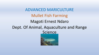 ADVANCED MARICULTURE
Mullet Fish Farming
Magoti Ernest Ndaro
Dept. Of Animal, Aquaculture and Range
Science
 