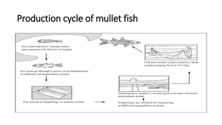 Production cycle of mullet fish
 
