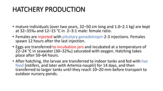 HATCHERY PRODUCTION
• mature individuals (over two years, 32–50 cm long and 1.0–2.1 kg) are kept
at 32–35‰ and 12–15 °C in 2–3:1 male: female ratio.
• Females are injected with pituitary gonadotropin 2-3 injections. Females
spawn 12 hours after the last injection.
• Eggs are transferred to incubation jars and incubated at a temperature of
22–24 °C in seawater (30–32‰) saturated with oxygen. Hatching takes
place after 50–64 hours.
• After hatching, the larvae are transferred to indoor tanks and fed with live
food (rotifers, and later with Artemia nauplii) for 14 days, and then
transferred to larger tanks until they reach 10–20 mm before transport to
outdoor nursery ponds.
 