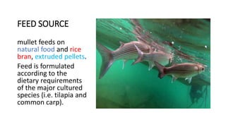 FEED SOURCE
mullet feeds on
natural food and rice
bran, extruded pellets.
Feed is formulated
according to the
dietary requirements
of the major cultured
species (i.e. tilapia and
common carp).
 