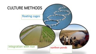 CULTURE METHODS
earthen ponds
floating cages
integration with rice
 