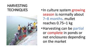 HARVESTING
TECHNIQUES •In culture system growing
season is normally about
7–8 months. mullet
reaches 0.75–1 kg
•Harvesting can be partial
or complete in ponds or
net enclosures depending
on the market
 