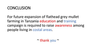CONCLUSION
For future expansion of flathead grey mullet
farming in Tanzania education and training
campaign is required to raise awareness among
people living in costal areas.
~ thank you ~
 