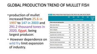 GLOBAL PRODUCTION TREND OF MULLET FISH
• production of mullet
increased from 25.6 in
1997 to 147 in 2003 and
291.2 thousand tones in
2020. Egypt, being
largest producer.
• However dependence on
wild fry limit expansion
of industry.
 