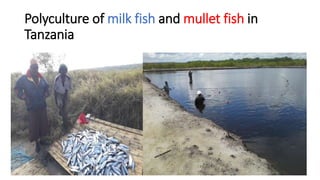 Polyculture of milk fish and mullet fish in
Tanzania
 