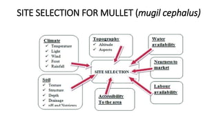 SITE SELECTION FOR MULLET (mugil cephalus)
 