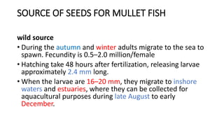 SOURCE OF SEEDS FOR MULLET FISH
wild source
• During the autumn and winter adults migrate to the sea to
spawn. Fecundity is 0.5–2.0 million/female
• Hatching take 48 hours after fertilization, releasing larvae
approximately 2.4 mm long.
• When the larvae are 16–20 mm, they migrate to inshore
waters and estuaries, where they can be collected for
aquacultural purposes during late August to early
December.
 