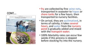 CONT.…
• fry are collected by fine seine nets,
transported in seawater to hapas or
shore tanks for a few hours. then
transported to nursery facilities.
• On arrival, they are acclimatized, in
terms of salinity; it takes several
hours, and water from the nursery
pond is gradually added and mixed
with the transport water.
• 100% Mortality rates can occur few
weeks if this process is skipped
before stocking fry into the nursery.
 