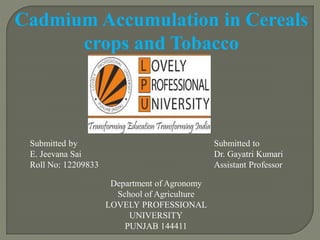 Department of Agronomy
School of Agriculture
LOVELY PROFESSIONAL
UNIVERSITY
PUNJAB 144411
Cadmium Accumulation in Cereals
crops and Tobacco
Submitted by
E. Jeevana Sai
Roll No: 12209833
Submitted to
Dr. Gayatri Kumari
Assistant Professor
 