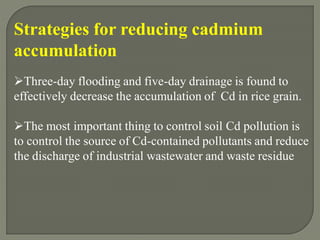 Cadmium Accumulation in cereals crops and in Tobacoo | PDF