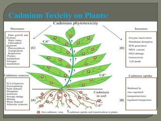 Cadmium Accumulation in cereals crops and in Tobacoo | PDF