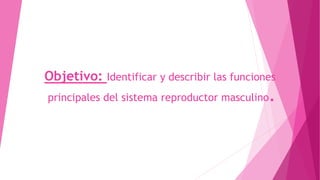 Objetivo: Identificar y describir las funciones
principales del sistema reproductor masculino.
 