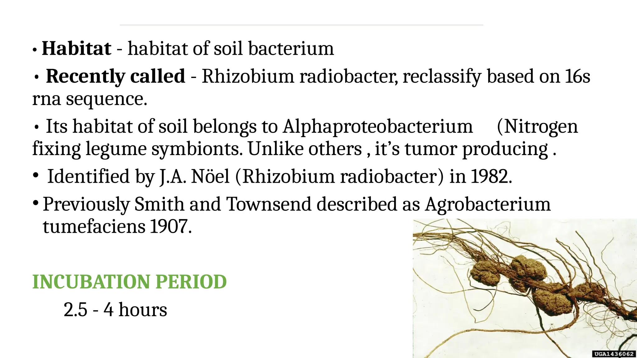 Agrobacterium tumefaciens : Crown gall disease, Transmission ...