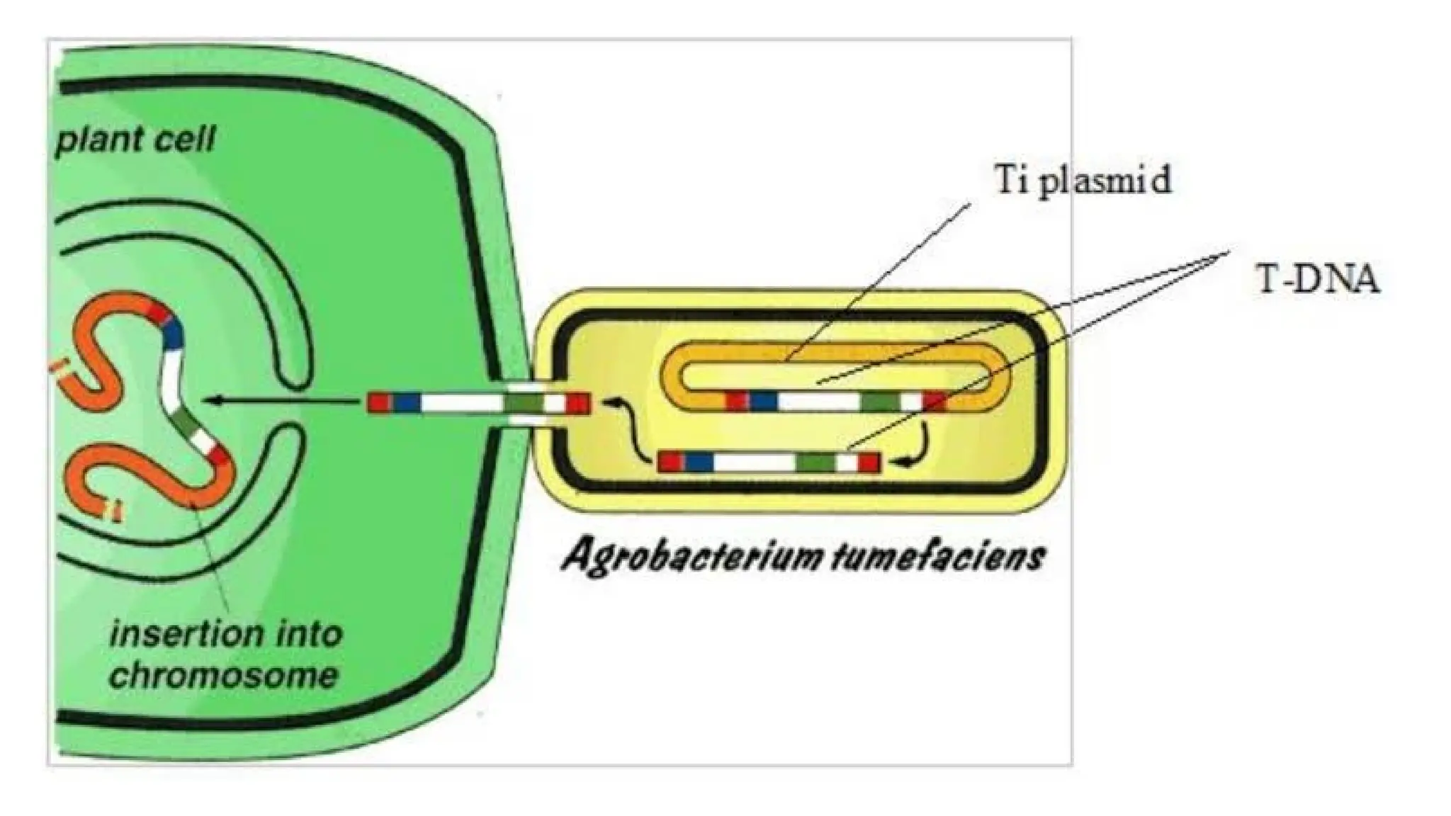 Agrobacterium tumefaciens : Crown gall disease, Transmission ...