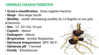 Motile Rods Agrobacterium tumefaciens : Crown gall disease, Transmission ...