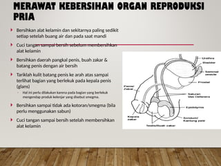 MERAWAT KEBERSIHAN ORGAN REPRODUKSI
PRIA
 Bersihkan alat kelamin dan sekitarnya paling sedikit
setiap setelah buang air dan pada saat mandi
 Cuci tangan sampai bersih sebelum membersihkan
alat kelamin
 Bersihkan daerah pangkal penis, buah zakar &
batang penis dengan air bersih
 Tariklah kulit batang penis ke arah atas sampai
terlihat bagian yang berlekuk pada kepala penis
(glans)
◦ Hal ini perlu dilakukan karena pada bagian yang berlekuk
mengendap produk kelenjar yang disebut smegma.
 Bersihkan sampai tidak ada kotoran/smegma (bila
perlu menggunakan sabun)
 Cuci tangan sampai bersih setelah membersihkan
alat kelamin
 