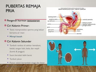 PUBERTAS REMAJA
PRIA
 Pengaruh hormon testosteron
 Ciri Kelamin Primer:
 Testis memproduksi sperma yang keluar
bersama air mani
 Mimpi basah
 Ciri Kelamin Sekunder
 Tumbuh rambut di sekitar kemaluan,
ketiak, tangan kaki, dada, dan wajah
(kumis & janggut)
 Suara berubah lebih berat
 Tumbuh jakun
 Postur tubuh bertambah tinggi dan besar
 Muncul jerawat
 