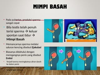 MIMPI BASAH
• Pada pubertas, produksi sperma
sangat cepat
• Bila testis telah penuh
terisi sperma  keluar
spontan saat tidur 
Mimpi Basah
• Memancarnya sperma melalui
saluran kencing disebut Ejakulasi
• Biasanya didahului dengan
meregangnya penis yang disebut
Ereksi
• Terjadi karena meningkatnya aliran darah
ke dalam penis
• Umumnya saat bangun tidur dan adanya
rangsangan seksual
 
