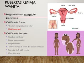 PUBERTAS REMAJA
WANITA
 Pengaruh hormon estrogen dan
progesteron
 Ciri Kelamin Primer:
 Ovarium memproduksi sel telur
 Haid/menstruasi
 Ciri Kelamin Sekunder
 Payudara membesar
 Puting susu menonjol
 Pinggul melebar
 Tumbuh rambut di ketiak dan sekitar kemaluan
 Suara berubah lebih nyaring
 Muncul jerawat
 