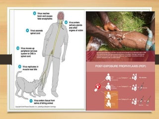 Rabies and its eradication in Bangladesh | PPTX