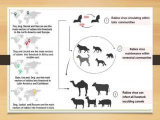 Rabies and its eradication in Bangladesh | PPTX