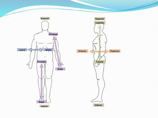 B pharm 1st sem Human Anatomy and Physiology unit 1.ppt