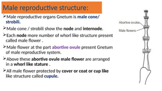 Male reproductive structure:
Male reproductive organs Gnetum is male cone/
strobili.
Male cone / strobili show the node and internode.
Each node more number of whorl like structure present
called male flower .
Male flower at the part abortive ovule present Gnetum
of male reproductive system.
Above these abortive ovule male flower are arranged
in a whorl like stature .
All male flower protected by cover or coat or cup like
like structure called cupule.
 