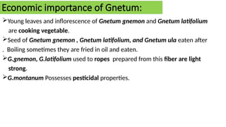 Economic importance of Gnetum:
Young leaves and inflorescence of Gnetum gnemon and Gnetum latifolium
are cooking vegetable.
Seed of Gnetum gnemon , Gnetum latifolium, and Gnetum ula eaten after
. Boiling sometimes they are fried in oil and eaten.
G.gnemon, G.latifolium used to ropes prepared from this fiber are light
strong.
G.montanum Possesses pesticidal properties.
 
