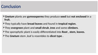 Conclusion
Gnetum plants are gymnosperms they produce seed but not enclosed in a
fruit.
They typically have broad leaves and found in tropical region.
They evergreen plant and small shrub ,tree and some climbers.
The sporophytic plant is easily differentiated into Root , stem, leaves.
The Gnetum stem ,leaf is resembles to dicot type .
 