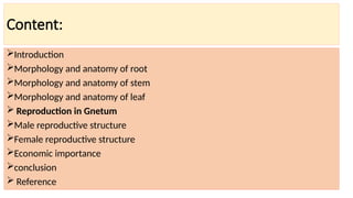 Content:
Introduction
Morphology and anatomy of root
Morphology and anatomy of stem
Morphology and anatomy of leaf
 Reproduction in Gnetum
Male reproductive structure
Female reproductive structure
Economic importance
conclusion
 Reference
 