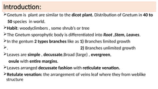 Introduction:
Gnetum is plant are similar to the dicot plant. Distribution of Gnetum in 40 to
50 species in world.
Habit: woodyclimbers , some shrub’s or tree
The Gnetum sporophytic body is differentiated into Root ,Stem, Leaves.
In the gentum 2 types branches like as 1) Branches limited growth
. 2) Branches unlimited growth
Leaves are simple , decussate,Broad (large) , evergreen,
ovule with entire margins.
Leaves arranged decussate fashion with reticulate venation.
Retulate venation: the arrangement of veins leaf where they from weblike
structure
 