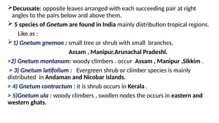Decussate: opposite leaves arranged with each succeeding pair at right
angles to the pairs below and above them.
 5 species of Gnetum are found in India mainly distribution tropical regions.
Like as :
1) Gnetum gnemon : small tree or shrub with small branches.
Assam , Manipur,Arunachal Pradeshl.
>2) Gnetum montanum: woody climbers . occur Assam , Manipur ,Sikkim .
> 3) Gnetum latifolium : Evergreen shrub or climber species is mainly
distributed in Andaman and Nicobar islands.
> 4) Gnetum contractum : it is shrub occurs in Kerala .
> 5)Gnetum ula : woody climbers , swollen nodes the occurs in eastern and
western ghats.
 