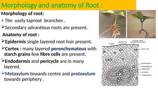 Morphology and anatomy of Root :
Morphology of root:
> The usely taproot branches .
Secondary advantious roots are present.
Anatomy of root :
Epidermis single layered root hair present.
Cortex : many layered perenchymatous with
starch grains few fibre cells are present.
Endodermis and pericycle are in many
layered.
Metaxylum towards centre and protoxylum
towards periphery .
 
