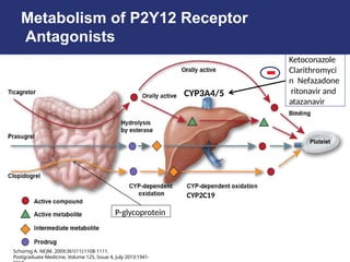 Metabolism of P2Y12 Receptor
Antagonists
Schomig A. NEJM. 2009;361(11):1108-1111.
Postgraduate Medicine, Volume 125, Issue 4, July 2013:1941-
CYP3A4/5
Ketoconazole
Clarithromyci
n Nefazadone
ritonavir and
atazanavir
-
P-glycoprotein
CYP2C19
 