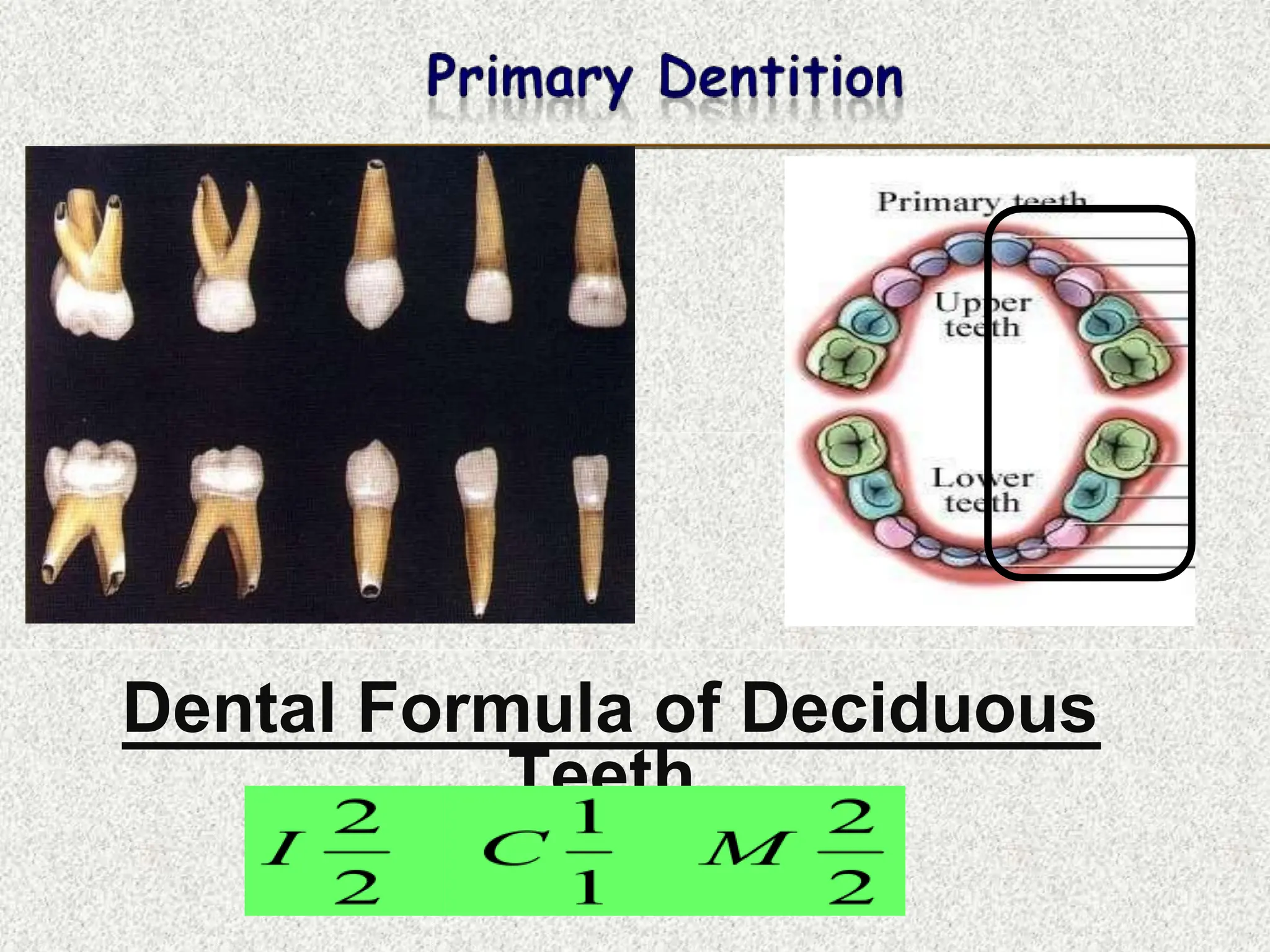 Dental Formula of Deciduous
Teeth.
 