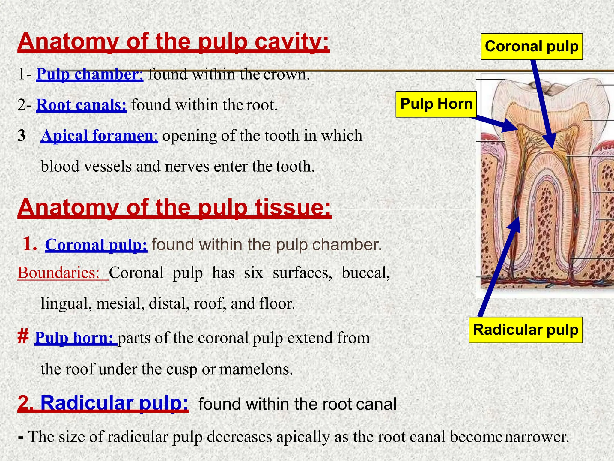 Anatomy of the pulp cavity:
1- Pulp chamber: found within the crown.
2- Root canals: found within the root.
3 Apical foramen: opening of the tooth in which
blood vessels and nerves enter the tooth.
Anatomy of the pulp tissue:
1. Coronal pulp: found within the pulp chamber.
Boundaries: Coronal pulp has six surfaces, buccal,
lingual, mesial, distal, roof, and floor.
# Pulp horn: parts of the coronal pulp extend from
the roof under the cusp or mamelons.
Radicular pulp
Coronal pulp
Pulp Horn
2. Radicular pulp: found within the root canal
- The size of radicular pulp decreases apically as the root canal becomenarrower.
 