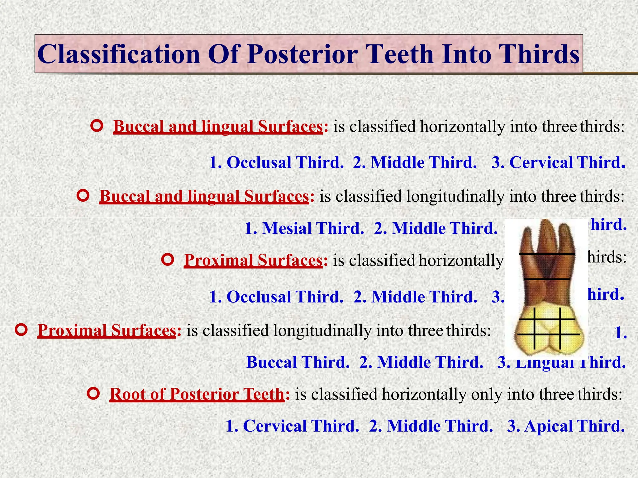 Classification Of Posterior Teeth Into Thirds
 Buccal and lingual Surfaces: is classified horizontally into threethirds:
1. Occlusal Third. 2. Middle Third. 3. Cervical Third.
 Buccal and lingual Surfaces: is classified longitudinally into three thirds:
1. Mesial Third. 2. Middle Third.
 Proximal Surfaces: is classified horizontally
1. Occlusal Third. 2. Middle Third. 3.
3. Distal T
into three t
Cervical T
hird.
hirds:
hird.
1.
 Proximal Surfaces: is classified longitudinally into threethirds:
Buccal Third. 2. Middle Third. 3. Lingual Third.
 Root of Posterior Teeth: is classified horizontally only into three thirds:
1. Cervical Third. 2. Middle Third. 3. Apical Third.
 
