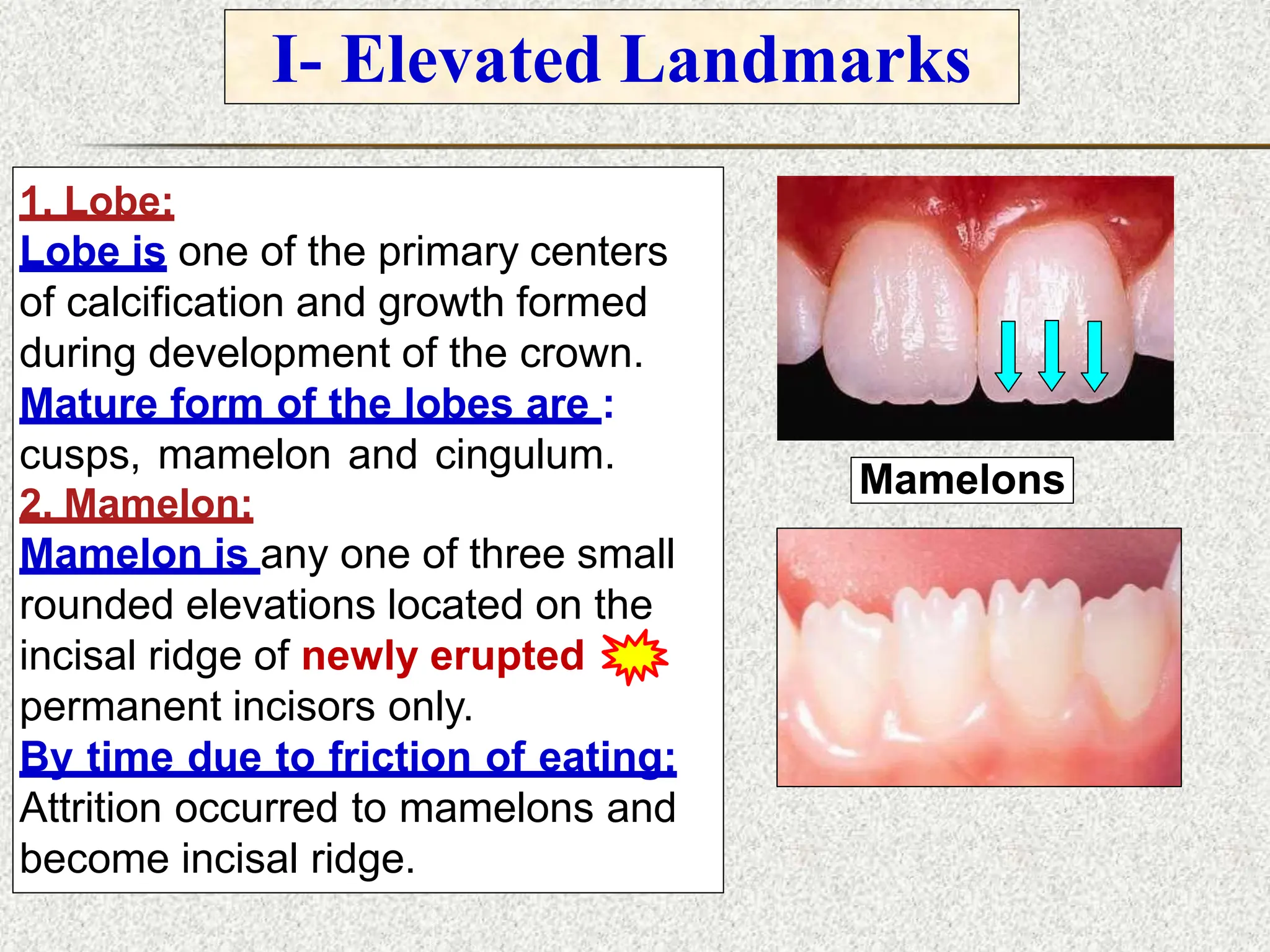 1. Lobe:
Lobe is one of the primary centers
of calcification and growth formed
during development of the crown.
Mature form of the lobes are :
cusps, mamelon and cingulum.
2. Mamelon:
Mamelon is any one of three small
rounded elevations located on the
incisal ridge of newly erupted
permanent incisors only.
By time due to friction of eating:
Attrition occurred to mamelons and
become incisal ridge.
Mamelons
I- Elevated Landmarks
 