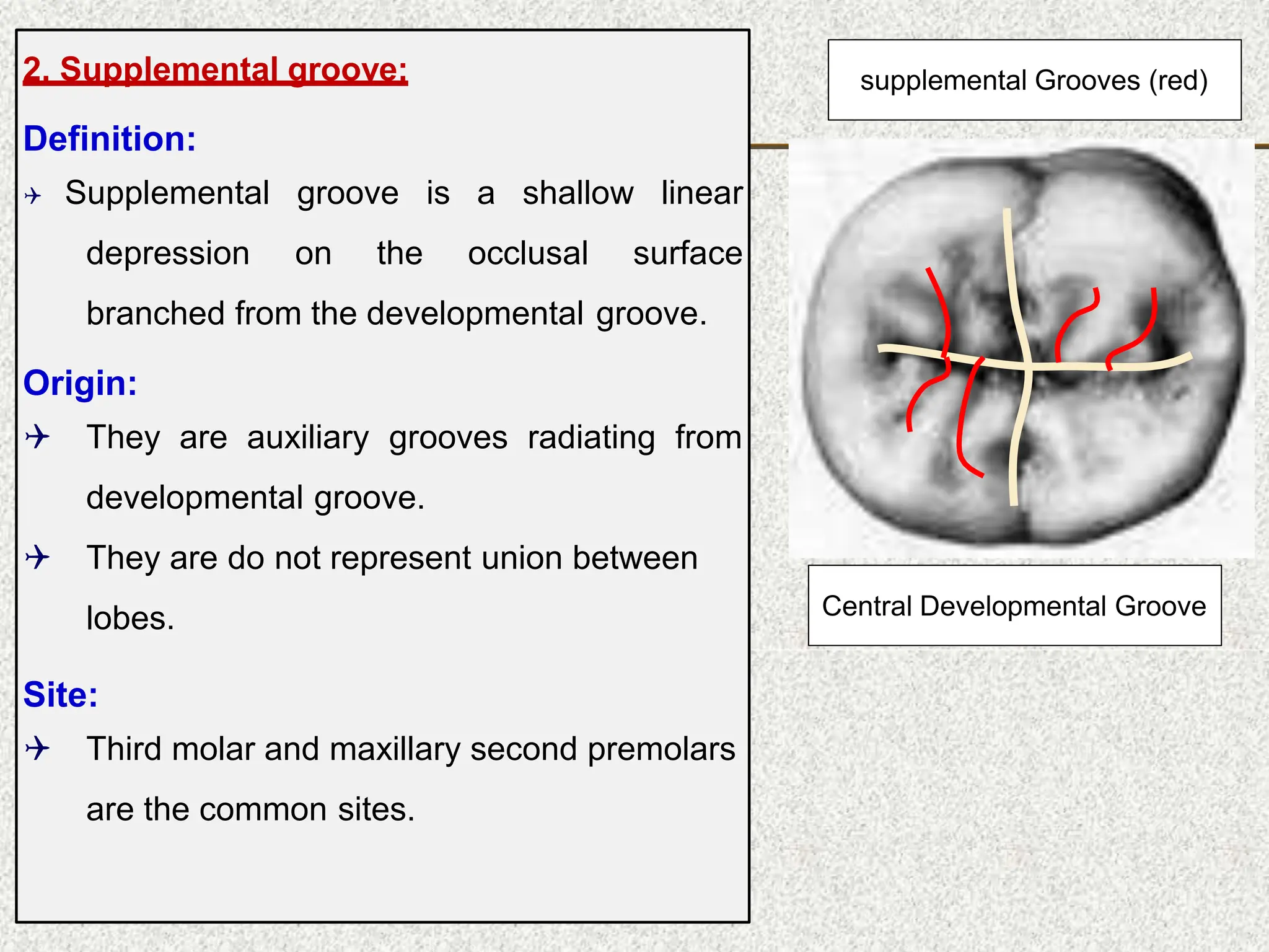 2. Supplemental groove:
Definition:
 Supplemental groove is a shallow linear
depression on the occlusal surface
branched from the developmental groove.
Origin:
 They are auxiliary grooves radiating from
developmental groove.
 They are do not represent union between
lobes.
Site:
 Third molar and maxillary second premolars
are the common sites.
Central Developmental Groove
supplemental Grooves (red)
 