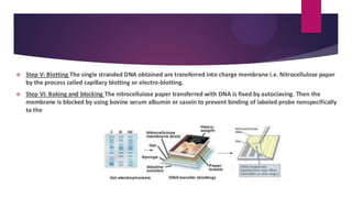 ❖ Step V: Blotting The single stranded DNA obtained are transferred into charge membrane i.e. Nitrocellulose paper
by the process called capillary blotting or electro-blotting.
❖ Step VI: Baking and blocking The nitrocellulose paper transferred with DNA is fixed by autoclaving. Then the
membrane is blocked by using bovine serum albumin or casein to prevent binding of labeled probe nonspecifically
to the
 