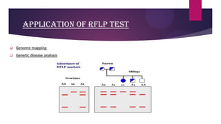 APPLICATION OF RFLP TEST
❑ Genome mapping
❑ Genetic disease analysis
 
