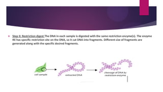 ❖ Step II: Restriction digest The DNA in each sample is digested with the same restriction enzyme(s). The enzyme
RE has specific restriction site on the DNA, so it cut DNA into fragments. Different size of fragments are
generated along with the specific desired fragments.
 