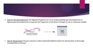 ❖ Step III: Gel electrophoresis The digested fragment are run in polyacrylamide gel electrophoresis or
Agarose gel electrophoresis to separate the fragments on the basis of length or size or molecular weight.
❖ Step IV: Denaturation The gel is placed in sodium hydroxide (NaOH) solution for denaturation so that single
stranded DNA are formed.
 