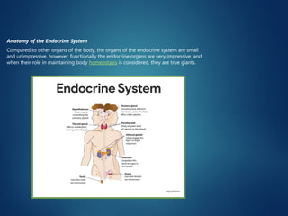 pptof endocrine system of human body .pptx