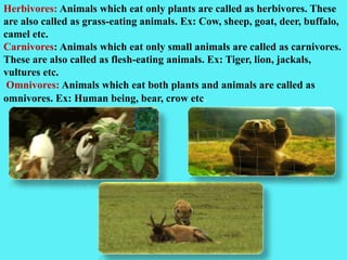 Herbivores: Animals which eat only plants are called as herbivores. These
are also called as grass-eating animals. Ex: Cow, sheep, goat, deer, buffalo,
camel etc.
Carnivores: Animals which eat only small animals are called as carnivores.
These are also called as flesh-eating animals. Ex: Tiger, lion, jackals,
vultures etc.
Omnivores: Animals which eat both plants and animals are called as
omnivores. Ex: Human being, bear, crow etc.
 
